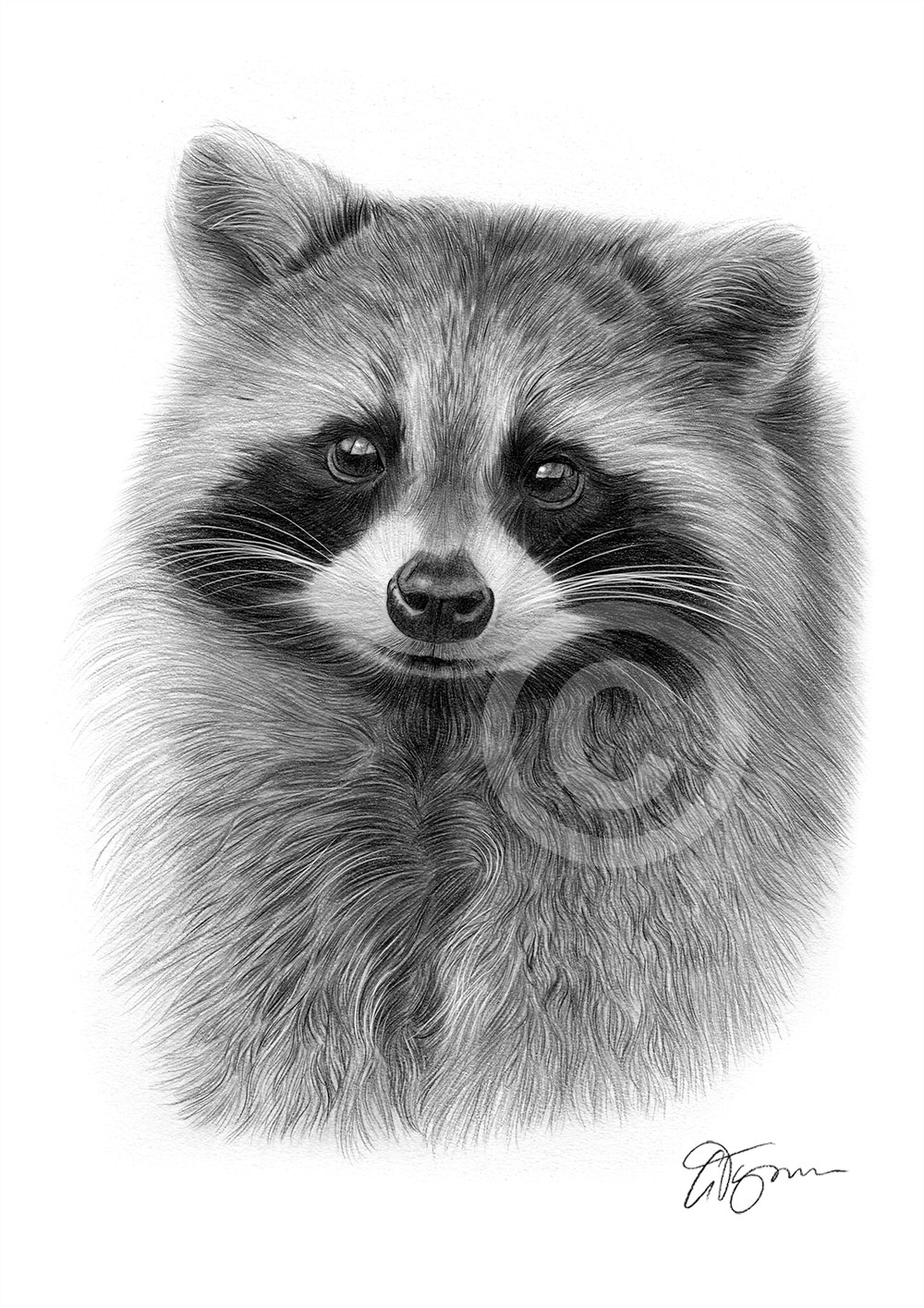 Pencil drawing of a Raccoon by artist Gary Tymon