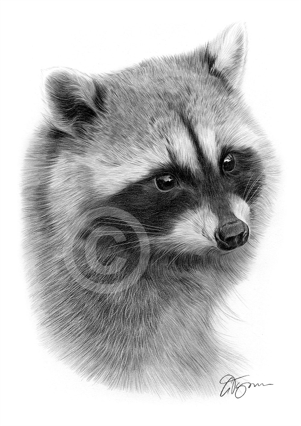 Pencil drawing of an adult Raccoon by artist Gary Tymon