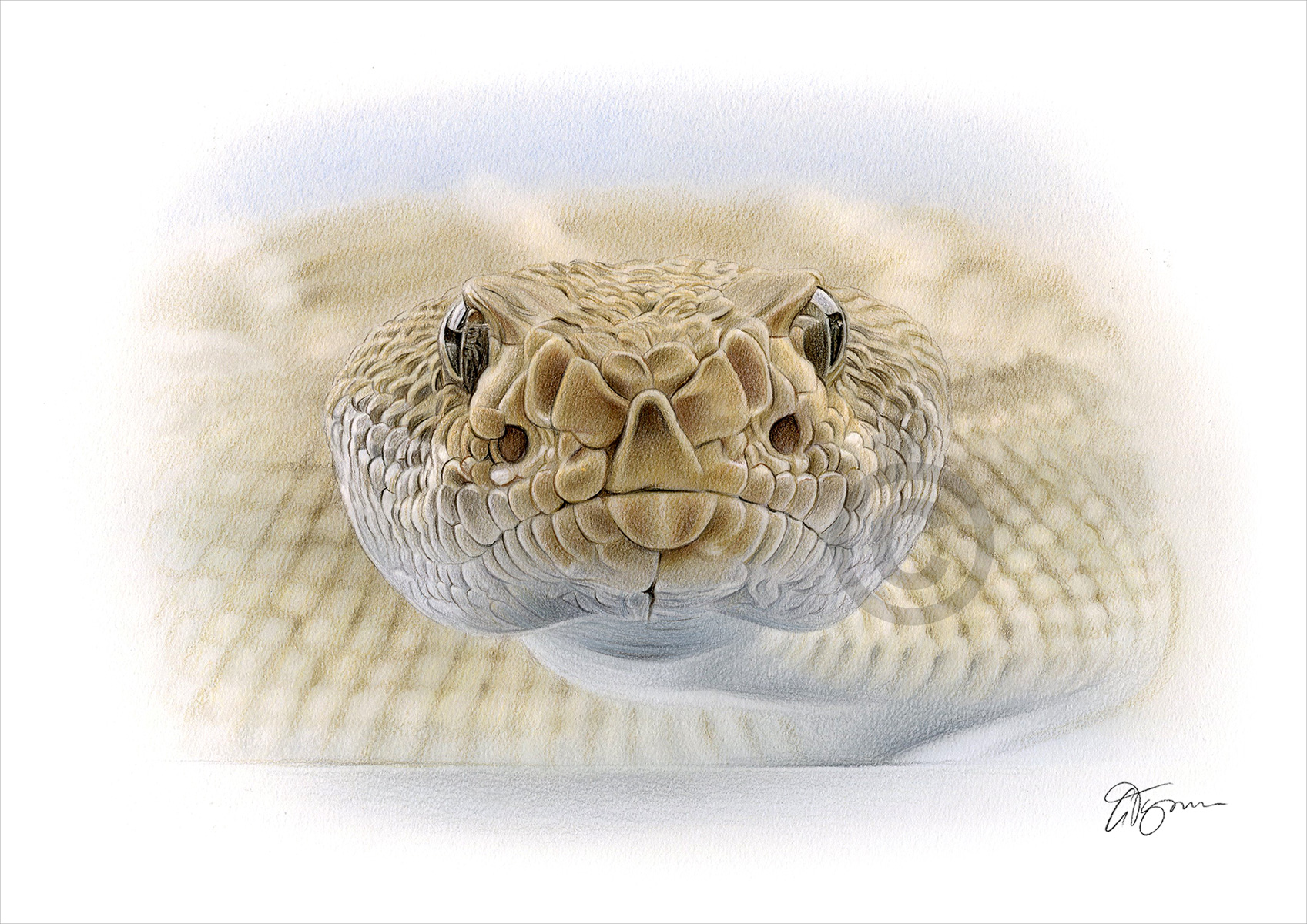 Pencil drawing of a rattlesnake by artist Gary Tymon