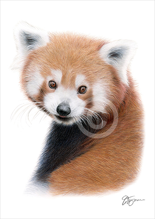 Pencil drawing of a Red Panda in colour