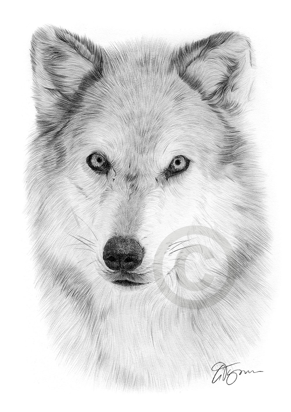 Pencil drawing of an Arctic wolf by artist Gary Tymon