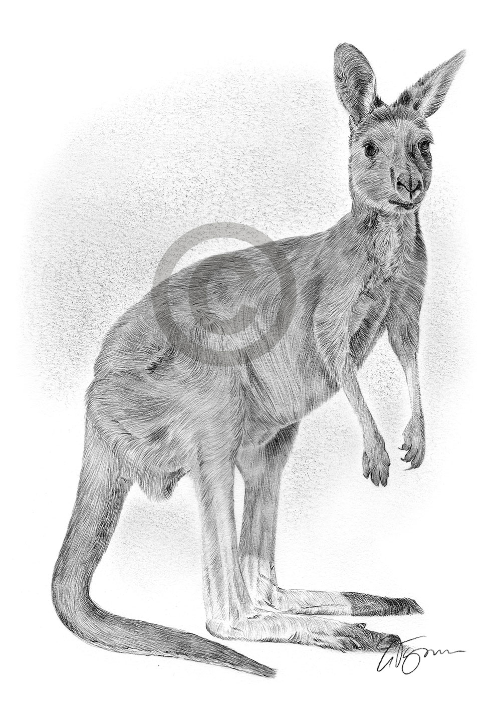 Pencil drawing of an adult kangaroo by artist Gary Tymon