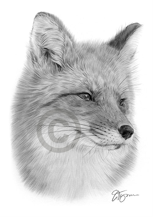 Pencil drawing of an adult red fox