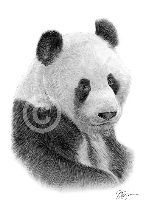 Pencil drawing of a giant panda