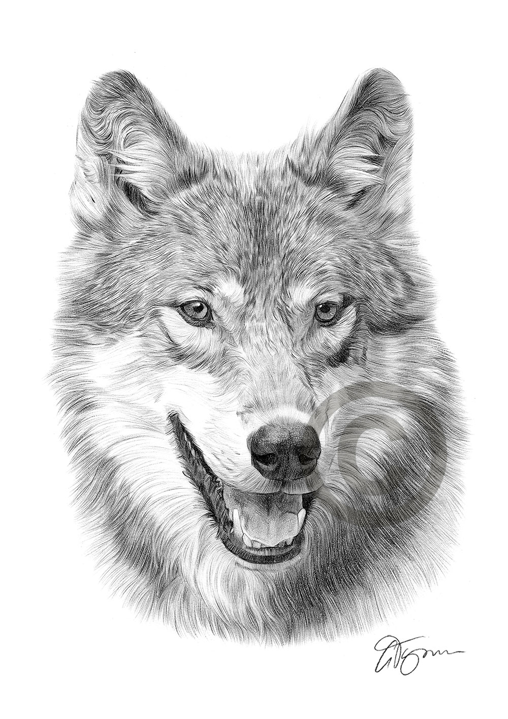 Pencil drawing of a grey wolf by artist Gary Tymon