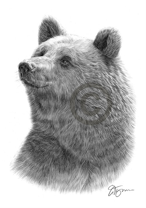 Pencil drawing of a grizzly bear