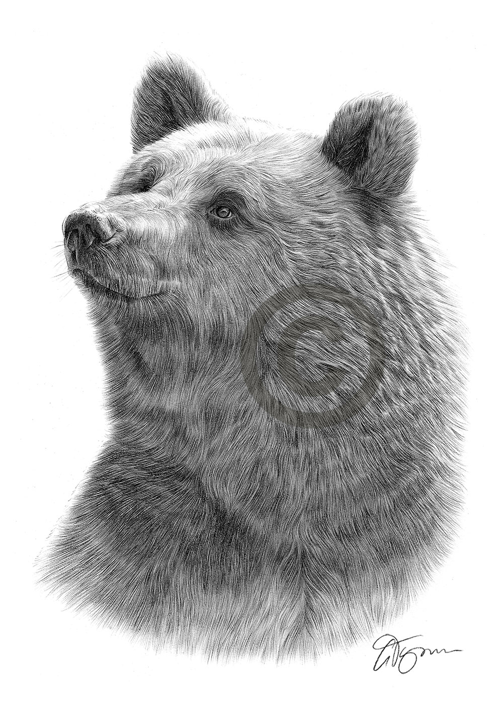 Pencil drawing of a grizzly bear by artist Gary Tymon