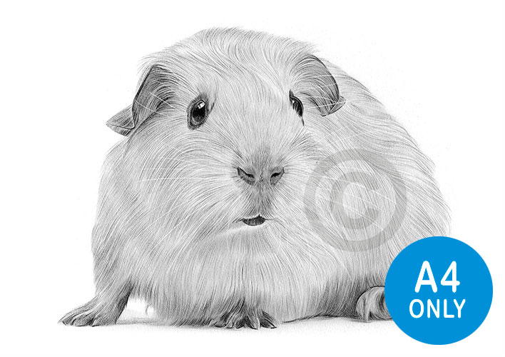 Pencil drawing of a guinea pig