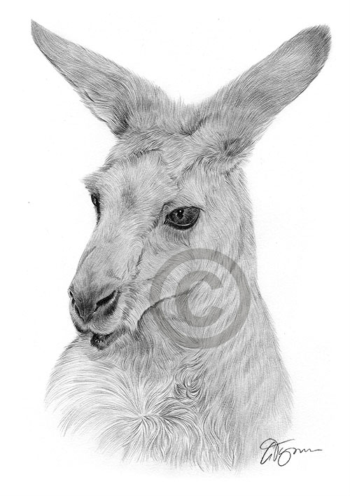 Pencil drawing of a kangaroo