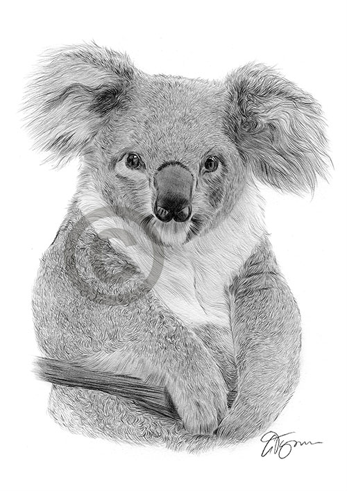 Pencil drawing of a koala bear