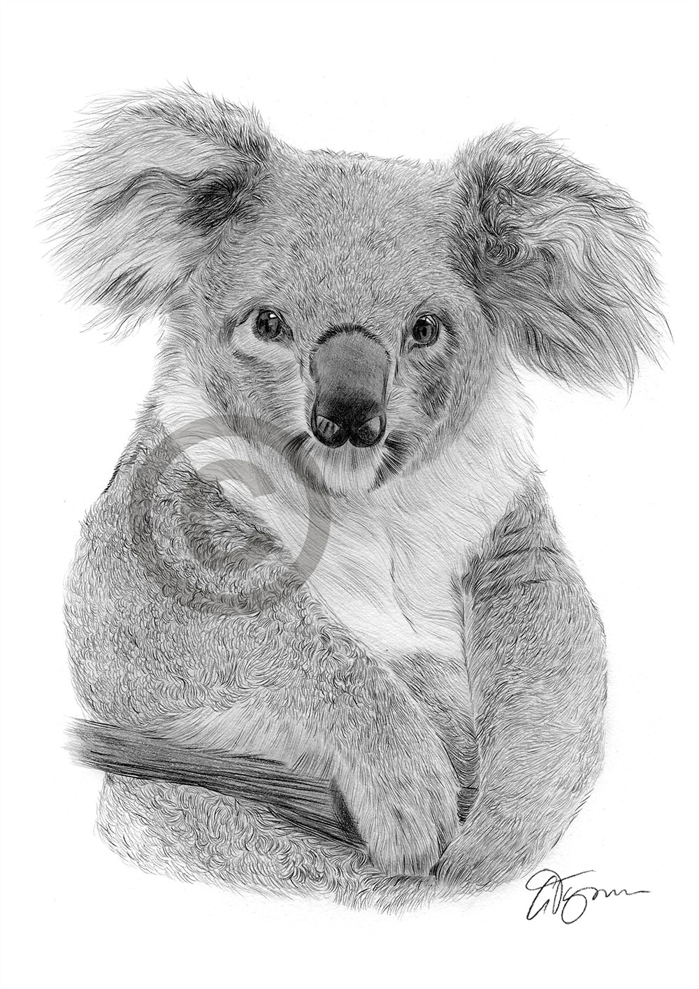Pencil drawing of a koala bear by artist Gary Tymon