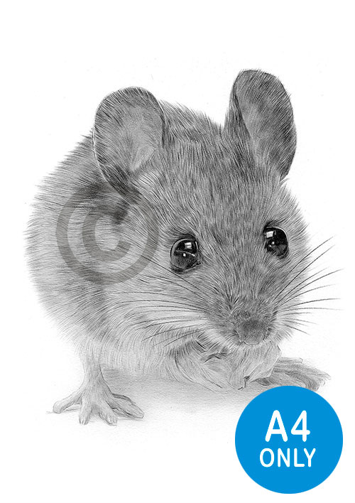 Pencil drawing of a mouse