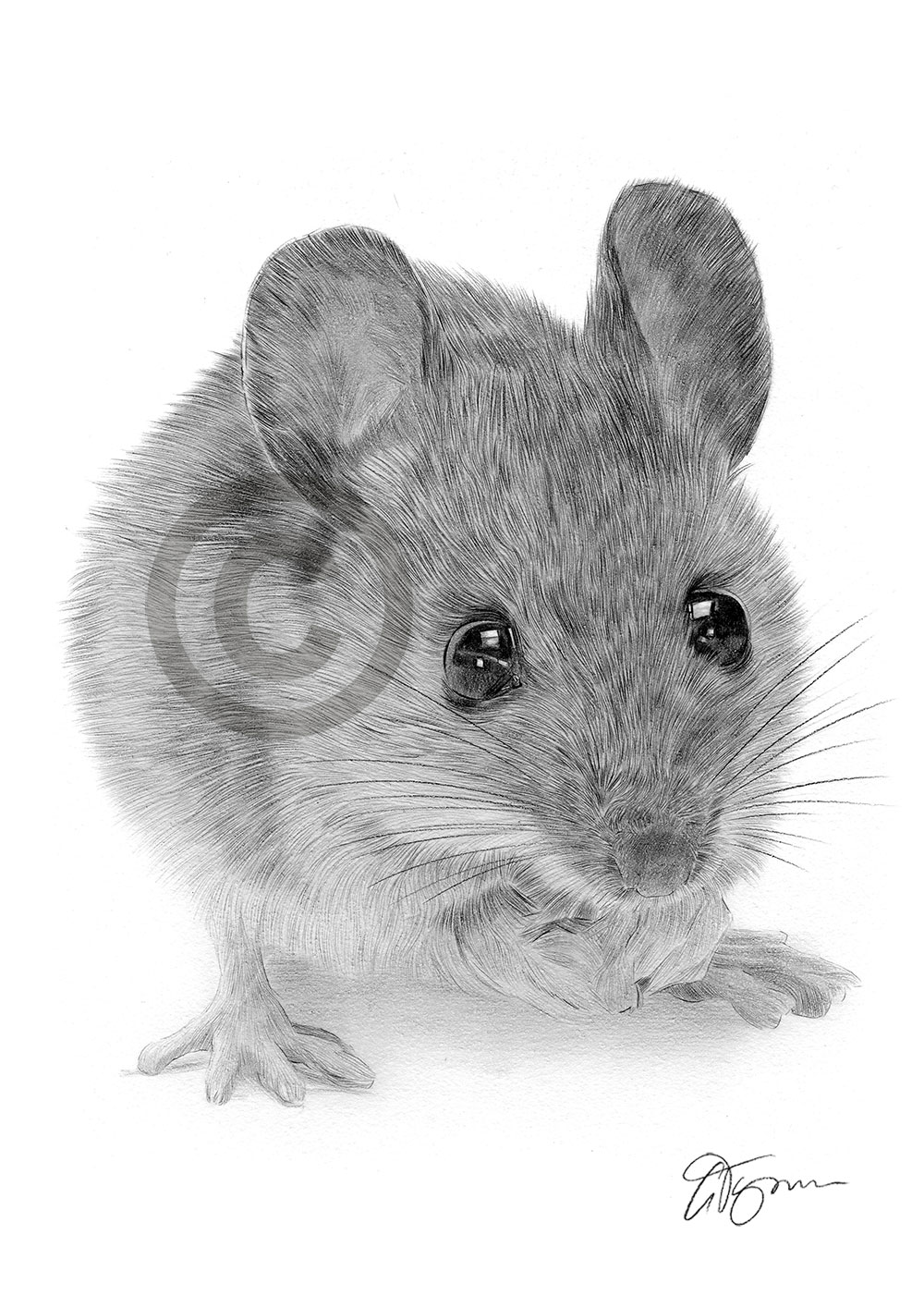 Pencil drawing of a mouse by artist Gary Tymon
