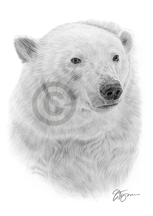 Pencil drawing of a polar bear