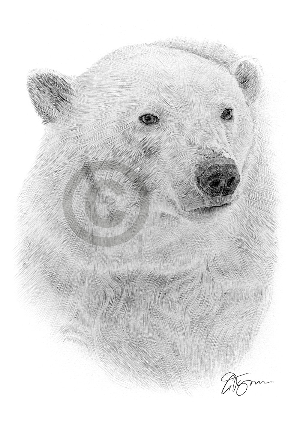 Pencil drawing of a polar bear by artist Gary Tymon