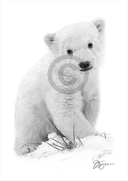 Pencil drawing of a polar bear cub