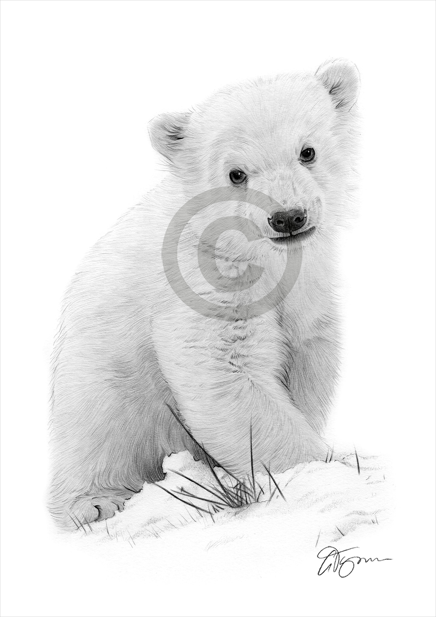 Pencil drawing of a polar bear cub by artist Gary Tymon