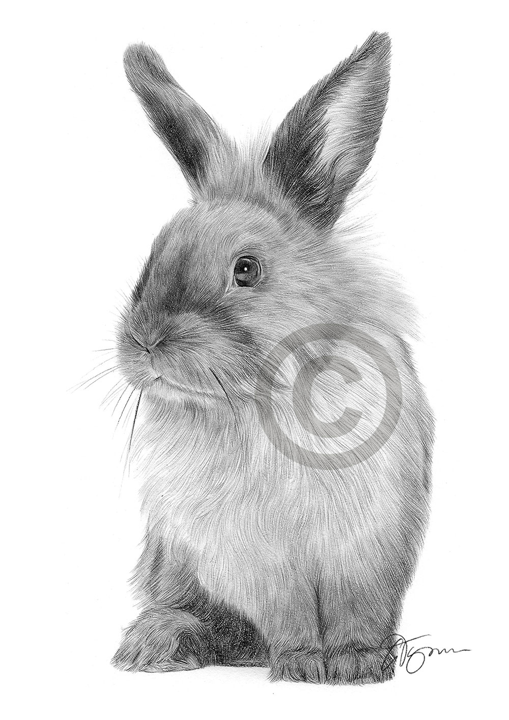 Pencil drawing of a rabbit by artist Gary Tymon