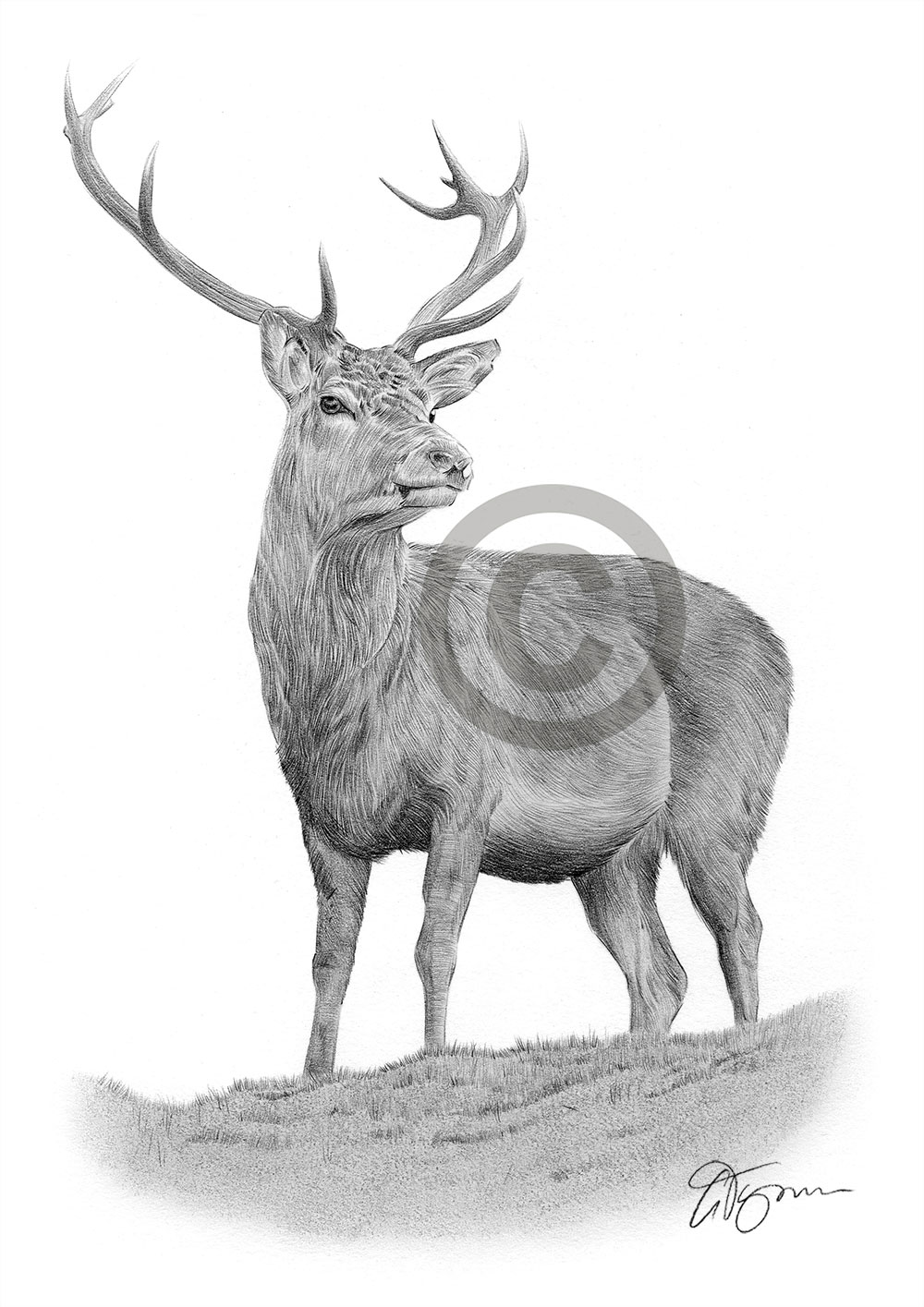 Pencil drawing of a red deer by artist Gary Tymon