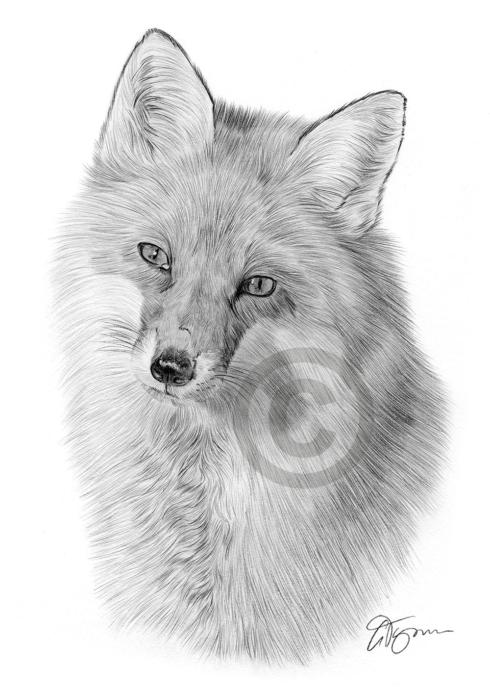 Pencil drawing of a young red fox by artist Gary Tymon