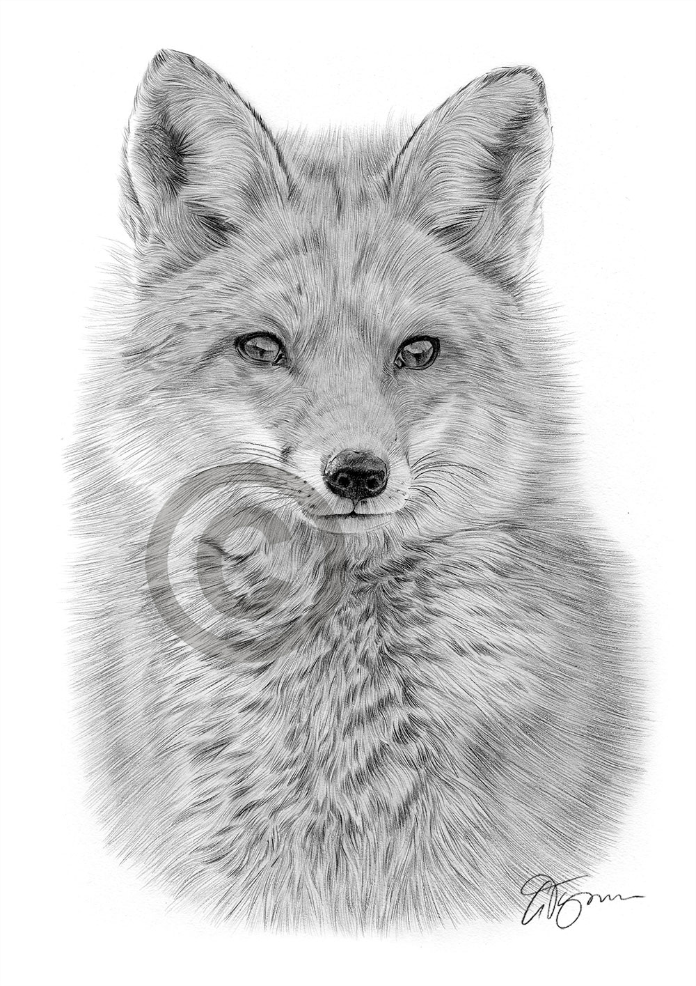 Pencil drawing of a red fox by artist Gary Tymon