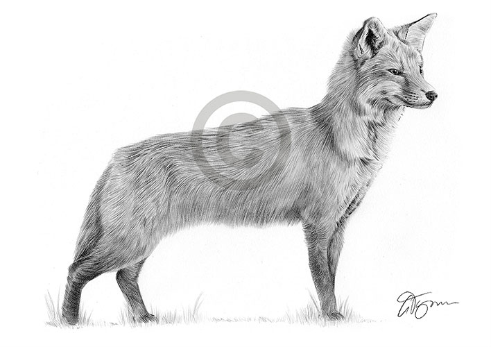 Pencil drawing of a red fox in landscape