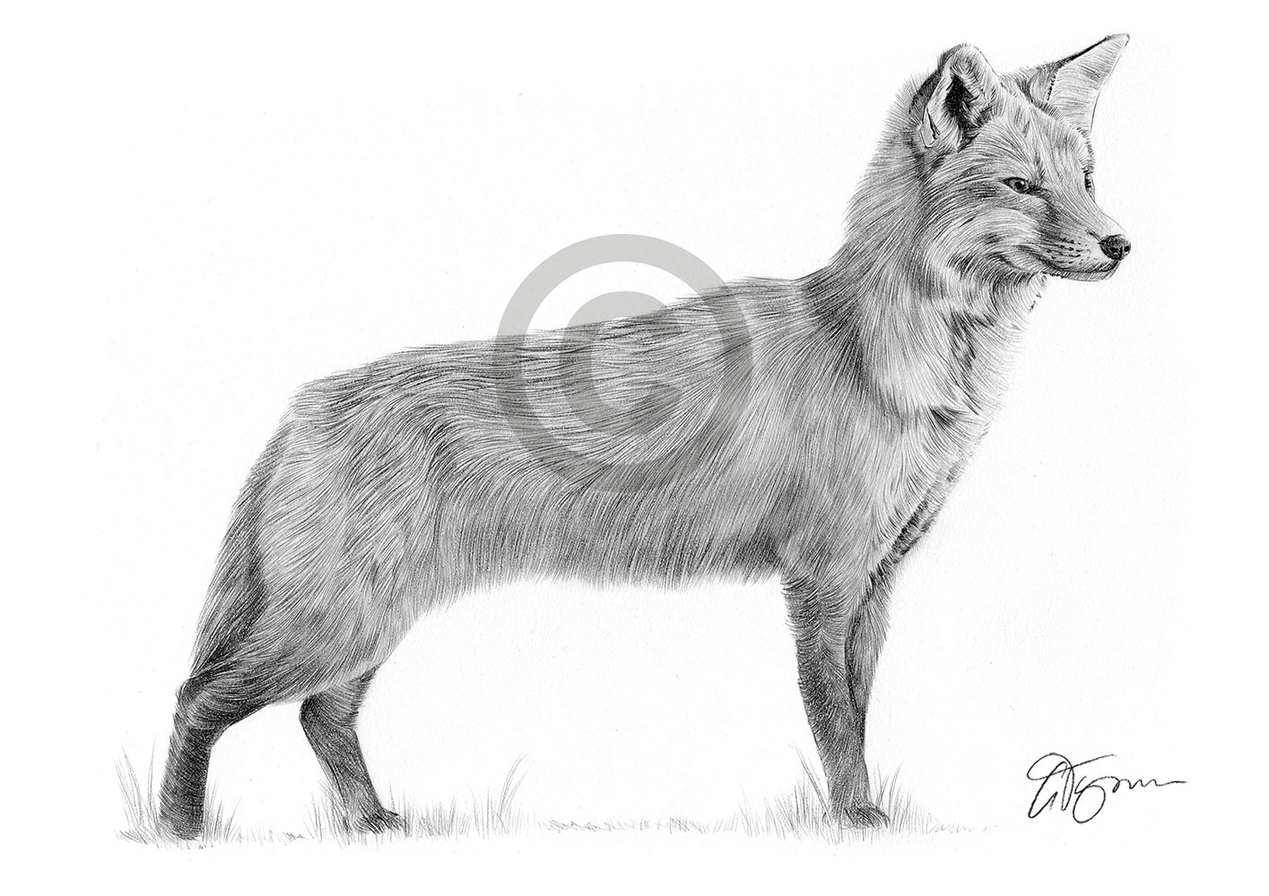 Pencil drawing of a red fox in landscape by artist Gary Tymon