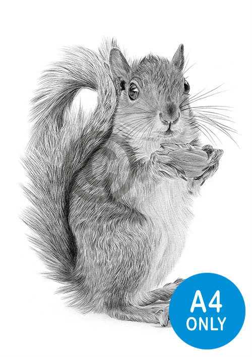 Pencil drawing of a red squirrel