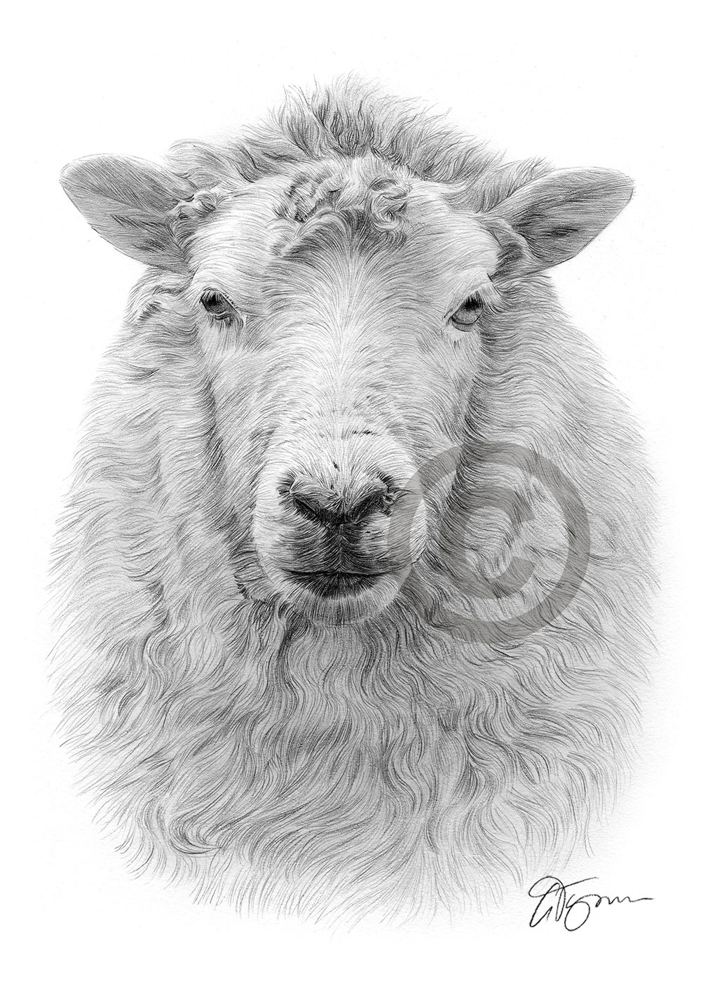 Pencil drawing of a sheep by artist Gary Tymon