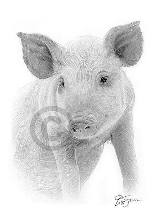 Pencil drawing of a pig
