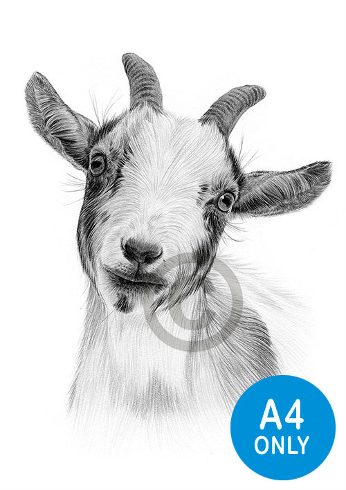 Pencil drawing of a pygmy goat