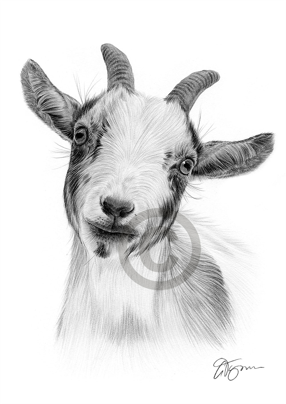 Pencil drawing of a pygmy goat by artist Gary Tymon