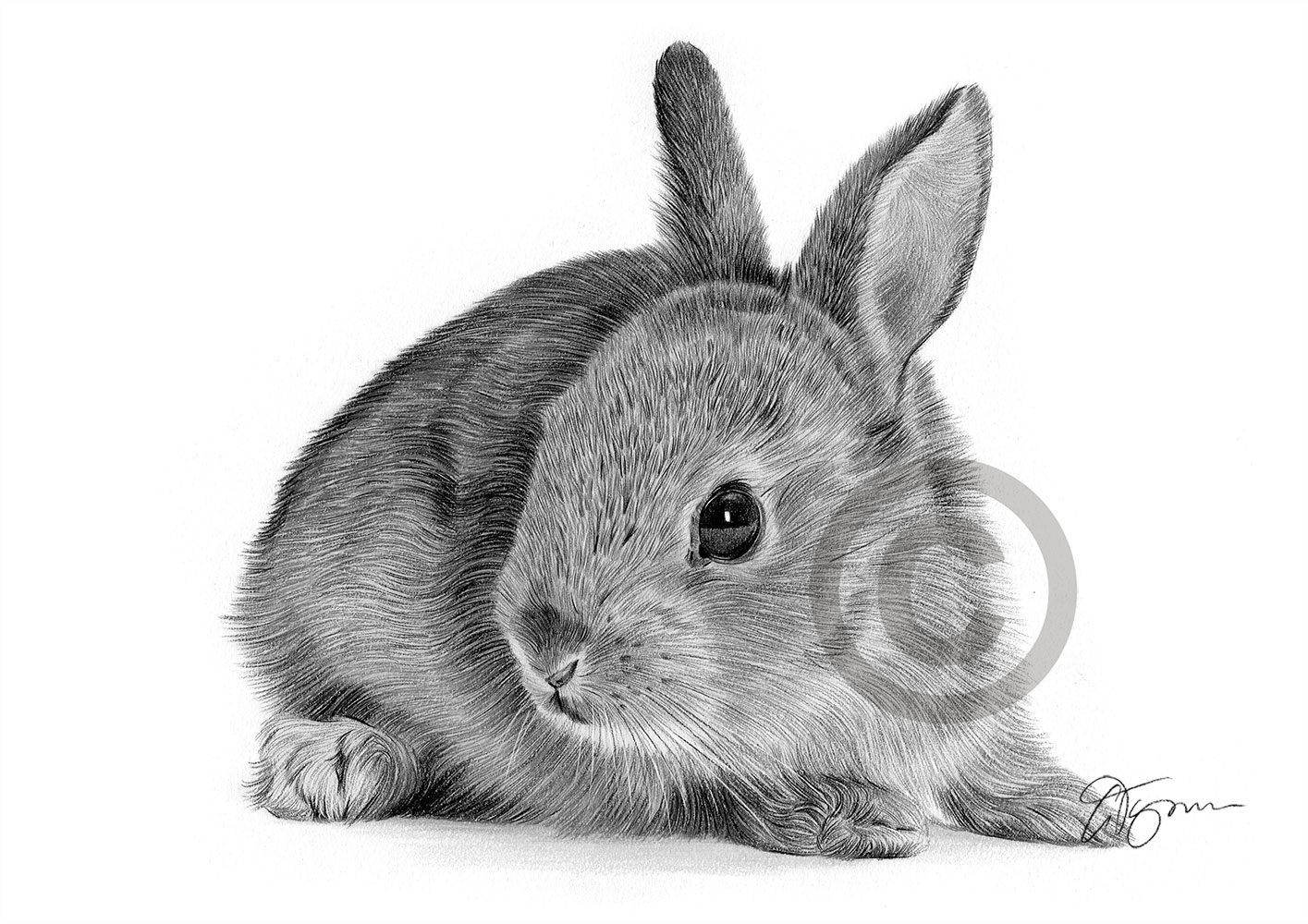 Pencil drawing of a rabbit in landscape by artist Gary Tymon