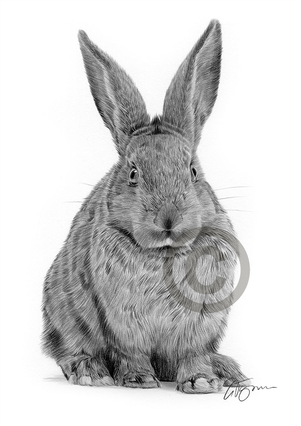 Pencil drawing of a young rabbit by artist Gary Tymon