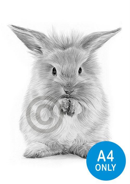 Pencil drawing of a rabbit washing