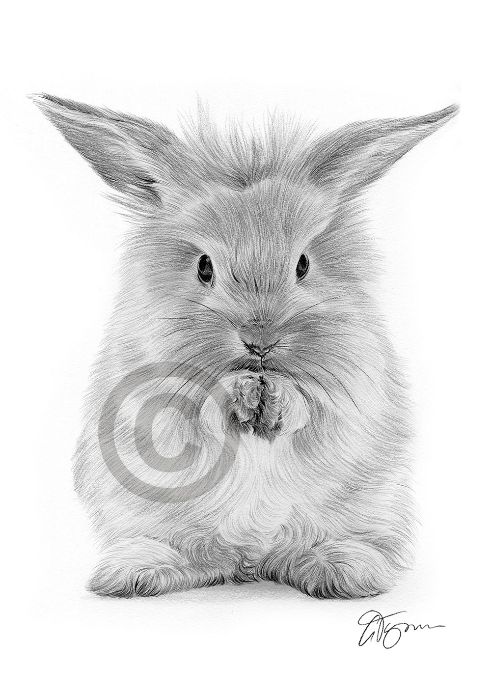 Pencil drawing of a rabbit washing by artist Gary Tymon