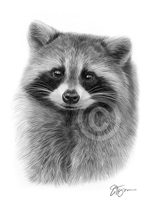 Pencil drawing of a young raccoon