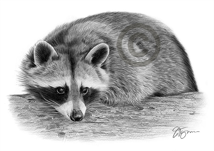 Pencil drawing of an adult raccoon