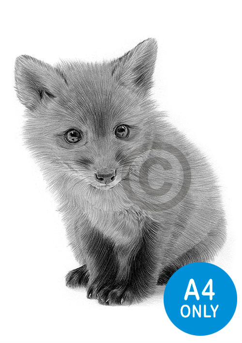 Pencil drawing of a red fox cub