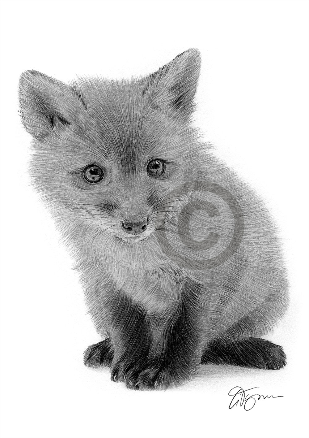 Pencil drawing of a red fox cub by artist Gary Tymon
