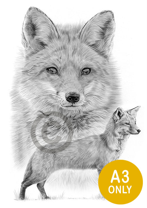 Pencil drawing of a two red foxes
