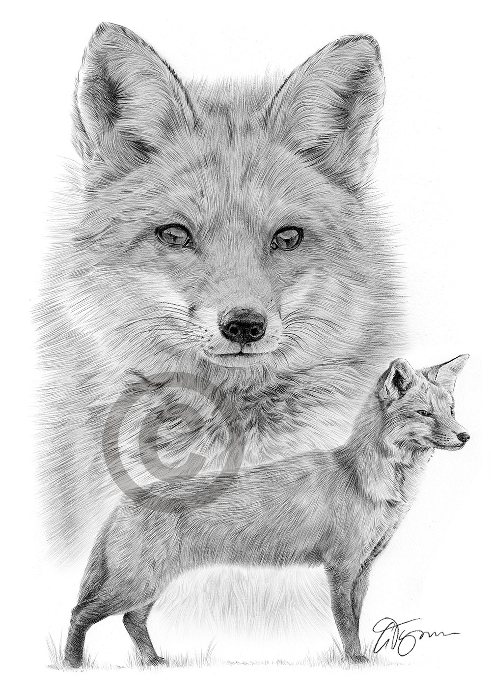 Pencil drawing of two red foxes by artist Gary Tymon