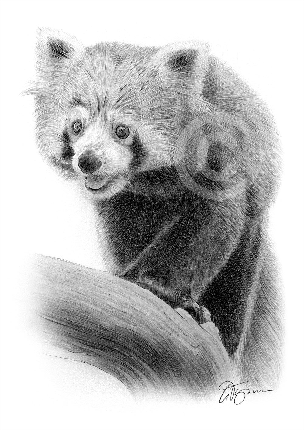 Pencil drawing of a red panda by UK artist Gary Tymon