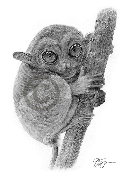 Pencil drawing of a tarsier monkey