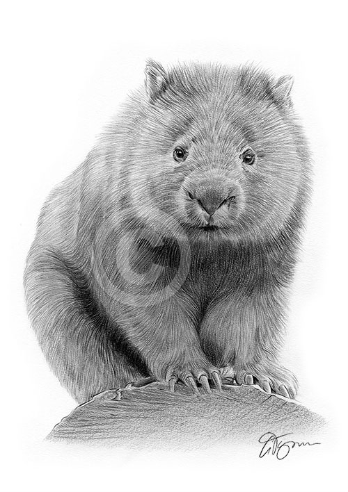 Pencil drawing of a wombat