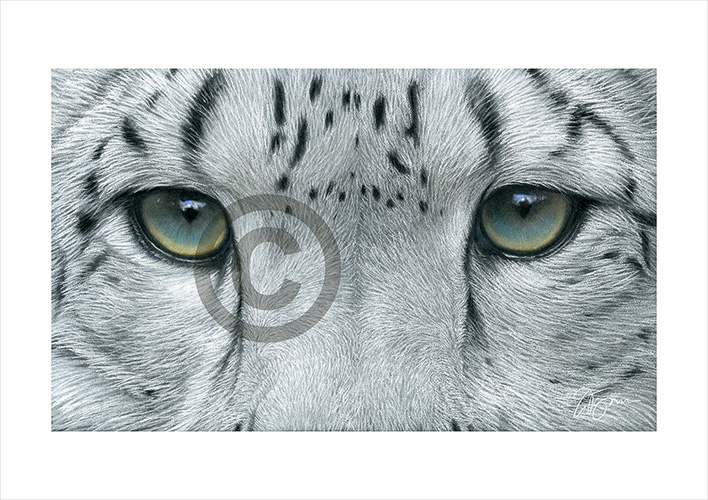 Colour pastel drawing of a Snow Leopard's eyes