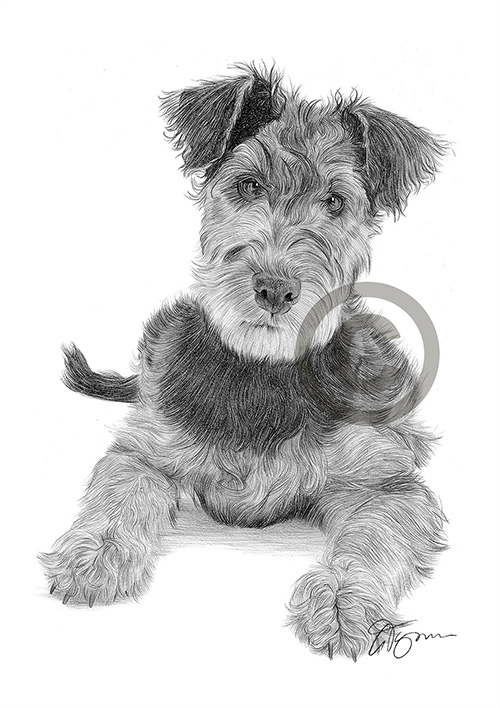 Pencil drawing of an Airedale Terrier puppy