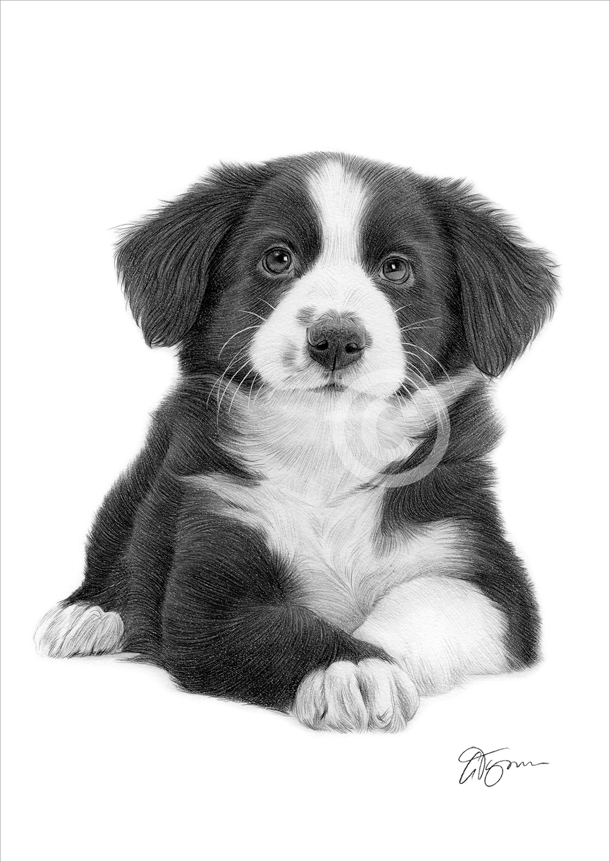 Pencil drawing of a Border Collie puppy by artist Gary Tymon