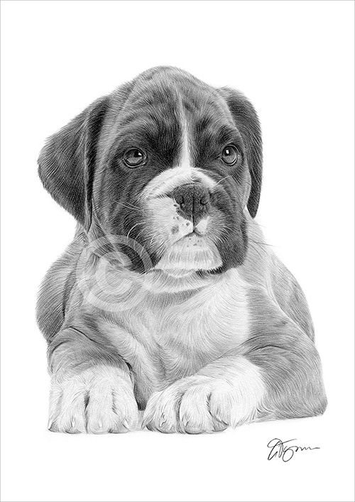 Pencil drawing of a Boxer puppy