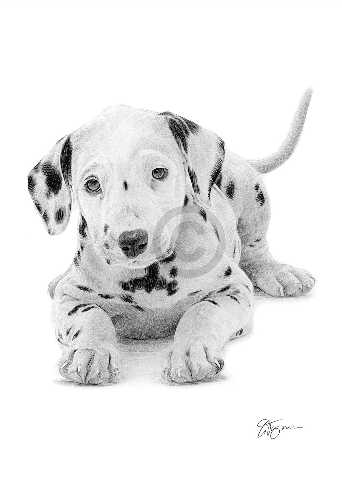 Pencil drawing of a Dalmation puppy Pencil drawing of a Dalmation puppy by artist Gary Tymon